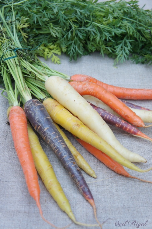 CARROTS MIX COLOURS - BUNCH CAROTTES MIX COULEURS - BTE