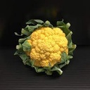 CAULIFLOWER YELLOW - CHOU FLEUR JAUNE 