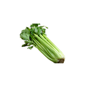 CELERY STALKS - KG CELERIE BRANCHE - KG