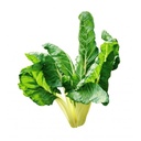 CHARD SWISS - BLETTE GROS 
