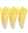 CHICORY CURLY/FRISELINE - KG FRISELINE - KG