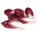 CHICORY ENDIVE RED - ENDIVE ROUGE