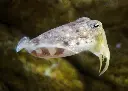 COMMON CUTTLEFISH MEDITERRANEAN – SEICHE COMMUNE MÉDITERRANÉE