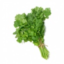 CORIANDER - BUNCH CORIANDRE - BOTTE