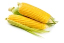 CORN ON THE COB RAW - MAÏS FRAIS 