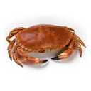 CRAB TOURTEAU 4/600GR - KG TOURTEAU 4/600GR - KG