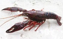 CRAYFISH - ECREVISSE 900GR CRAYFISH - ECREVISSE 900GR