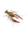CRAYFISH LIVE  5/10 -1 KG ECREVISSE VIVANT  5/10 -1 KG