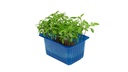 CRESS ACCLA PUNNET - CRESS ACCLA BARQUETTE