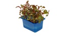 CRESS ADJI - PUNNET CRESS ADJI - BQT