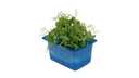 CRESS AFFILLA/SNOW PEA - PUNNET CRESS AFFILLA/PETIT POIS - BQT