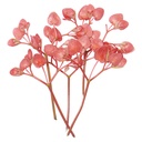 CRESS APPLE BLOSSOM - PUNNET CRESS APPLE BLOSSOM - BQT