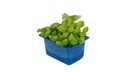 CRESS BASIL - PUNNET CRESS BASILIC - BQT