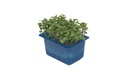 CRESS BROCCO - PUNNET CRESS BROCCO - BQT