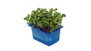 CRESS CHILI - PUNNET CRESS CHILLI - BQT