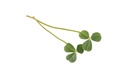 CRESS CITRA LEAVES - CRESS CITRA LEAVE 