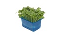 CRESS DAIKON-PUNNET CRESS DAIKON/RAIFORT - BQT