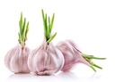 CRESS GARLIC - GERMES DAIL