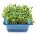 CRESS GHOA - PUNNET CRESS CORIANDRE - BQT