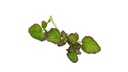 CRESS HIPPOTOP 2PNT X 200SHEETS CRESS HIPPOTOP 2PNT X 200FEUILLES