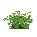 CRESS HONEY - PUNNET CRESS MIEL - BQT