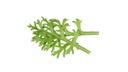 CRESS KIKUNA LEAVES 2BQ X 25FEUILLS CRESS KIKUNA FEUILLES 2BQ X 25FEUILLS