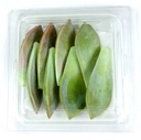CRESS MAJII LEAVES 2PNT X 25LEAVES CRESS MAJII FEUILLES 2PNT X 25FEUILLES