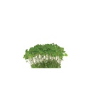 CRESS MELISSA - PUNNET CRESS MELISSA - BQT