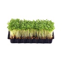 CRESS MUSTARD - PUNNET FEUILLES DE MOUTARDE