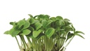 CRESS OYSTER LEAVES - 2X50 PUNNET CRESS OYSTER LEAVES - BQT