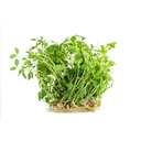 CRESS PEA SHOOTS - PUNNET CRESS PEA SHOOTS - BQT