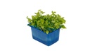 CRESS PERSINETTE PUNNET - CRESS PERSINETTE BQT