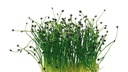 CRESS ROCK CHIVES - PUNNET CRESS AIL DOUX/CIBOULETTE - BQT