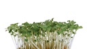 CRESS RUCOLA - PUNNET CRESS RUCOLA NOISETTE POIVRE - BQT
