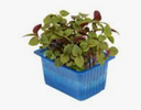 CRESS SHISO GREEN PUNNET - CRESS SHISO VERT BQT