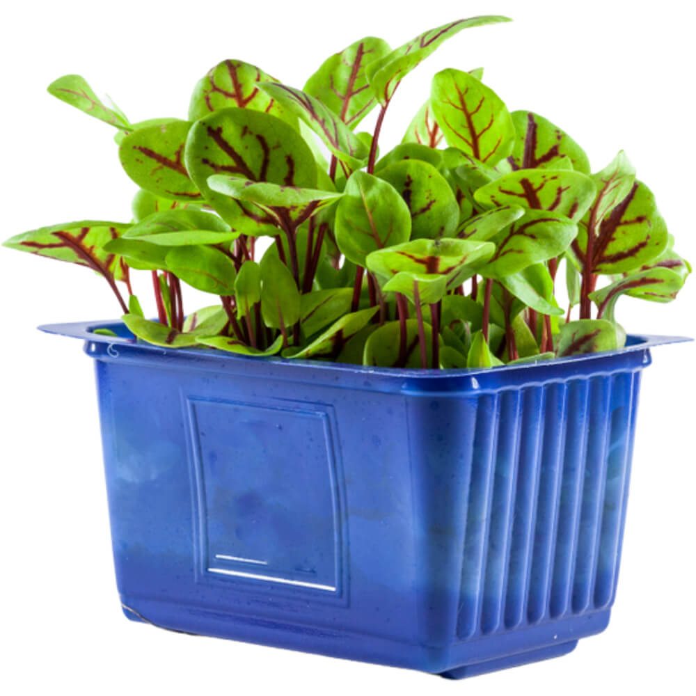 CRESS VENE PUNNET - CRESS VENE BQT