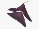 CRESS YKA LEAVES 2BQ X 15FEUILLES CRESS YKA FEUILLES 2BQ X 15FEUILLES