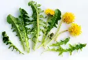 DANDELION LEAVES - PISSENLIT FEUILLES 