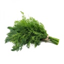 DILL - BUNCH ANETH - BOTTE