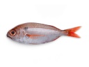 DORADE ROSE 8/1000GR ATLANTIC N/EST -PAGRE ROSE 8/1000GR ATLANTIQUE N/EST
