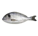 DORADE ROYALE 4/600GR ELEVAGE GRÈCE -ROYAL SEA BREAM FARM 4/600GR GREECE