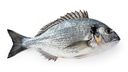 DORADE ROYALE 6/800GR ELEVAGE -ROYAL SEA BREAM FARM 6/800GR
