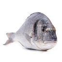 DORADE ROYALE SAUVAGE 1/2KG ATLANTIQUE N/EST -ROYAL SEA BREAM WILD 1/2KG ATLANTIC N/EST
