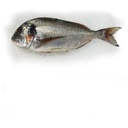 DORADE ROYALE WILD ATLANTIC EASTERN 3KG/+ -DORADE ROYALE SAUVAGE ATL/EST 3KG+