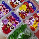 EDIBLE FLOWERS MIXED - PUNNET FLEURS COMESTIBLES - BQT