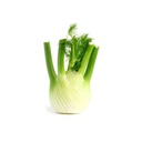 FENNEL - FENOUIL 
