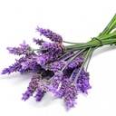 FLOWER LAVANDER - PUNNET LAVANDE FRAICHE - BQT