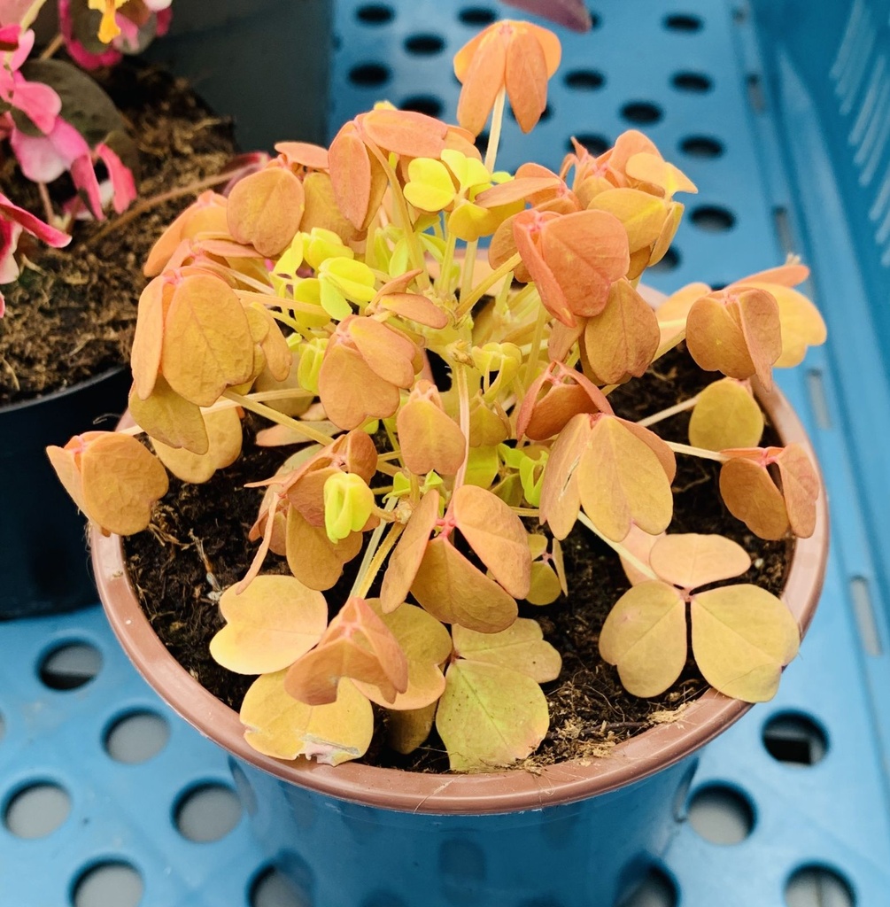 WOOD SORREL YELLOW - OXALYS DOREE BASTELICA