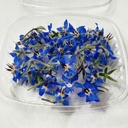 EDIBLE FLOWERS BOURACHE PNT -  FLEURS BOURACHE BQT
