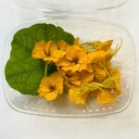 EDIBLE FLOWERS CAPUCINE PNT - FLEURS CAPUCINE BQT